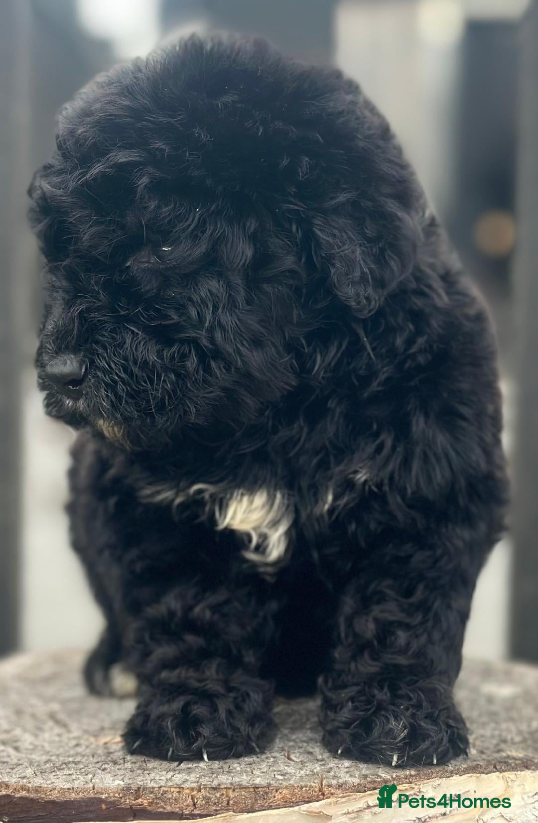 Bernedoodle dogs for sale: F1 STANDARD BERNADOODLE BOY AND GIRL AVAILABLE - Image 7