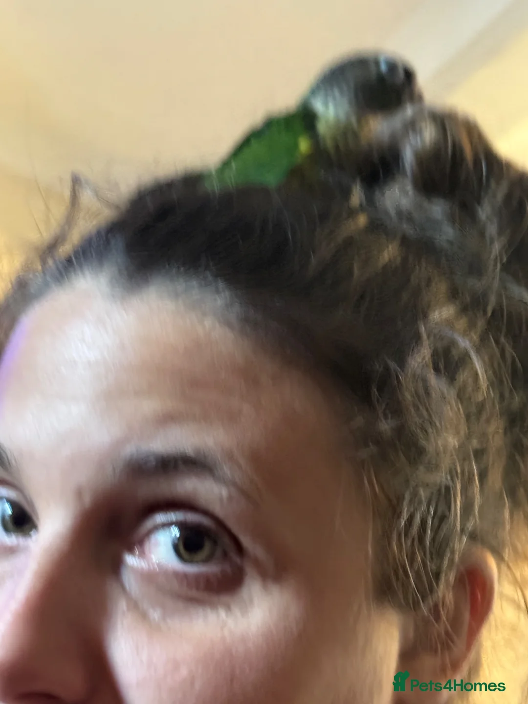 Conures birds for sale: Silly hand tame Green cheek conure 12 weeks old   in Oldbury - Advert 2