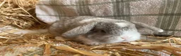 Mini Lop rabbits for sale: Mini lops ready to reserve  - Advert 10
