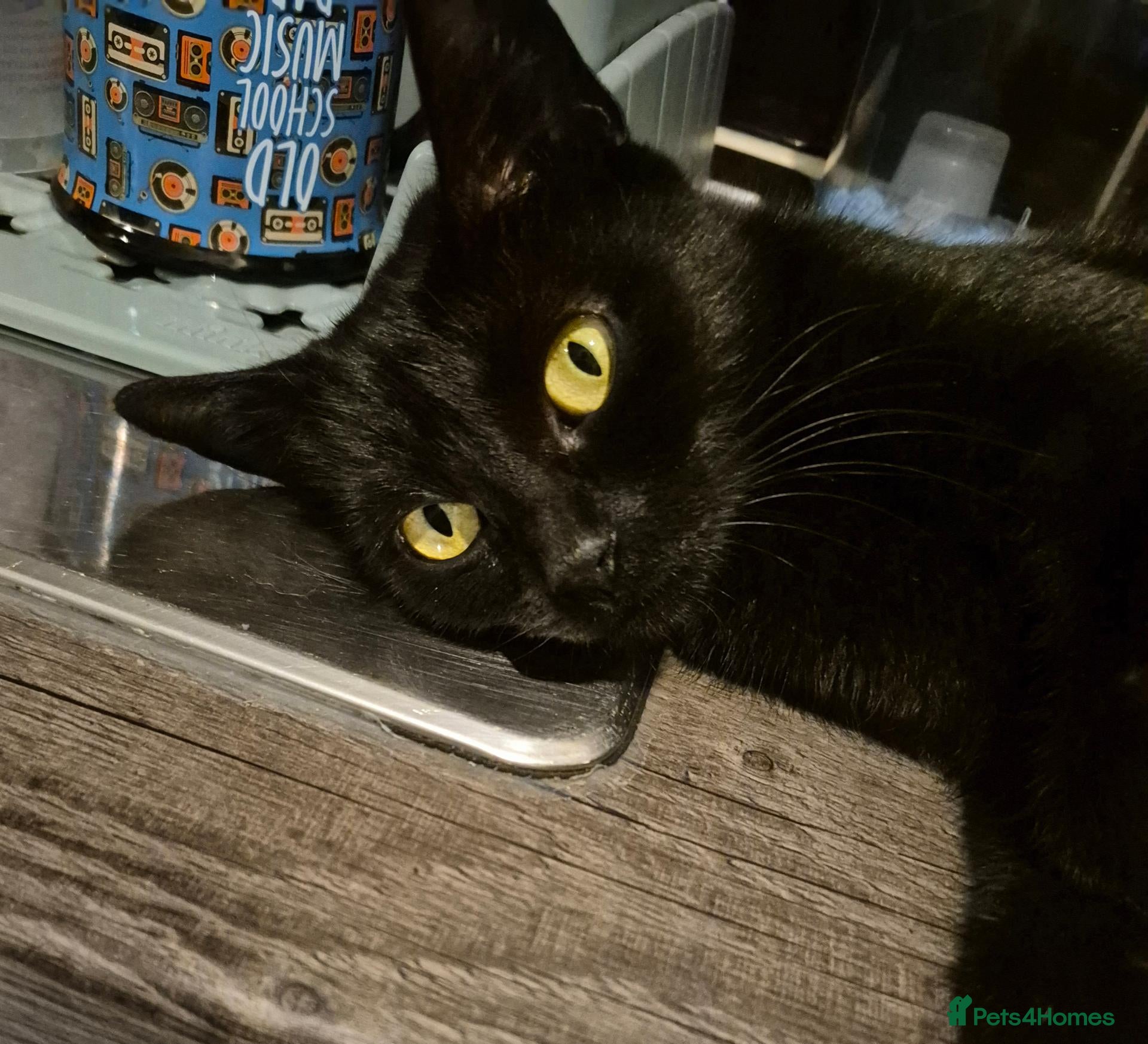 Mixed Breed cats 1 x boy / 2 x girls - Advert 1