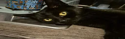 Mixed Breed cats for sale: 1 x boy / 2 x girls in Wigan - Advert 1