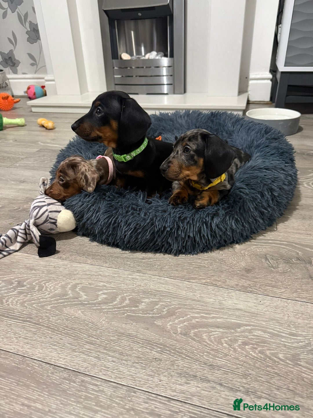 Miniature Dachshund dogs for sale: 8 Week Old Miniature Dachshund Puppies  - Advert 19