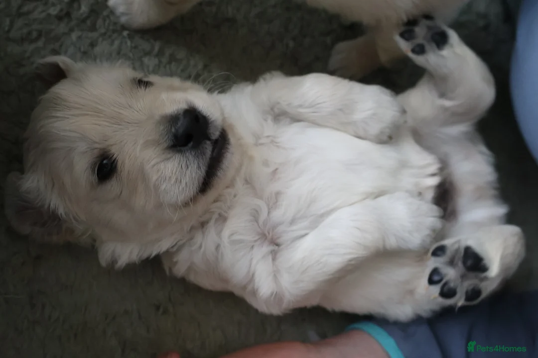 Golden Retriever dogs for sale: Beautiful Golden Retriever Puppies - Advert 2