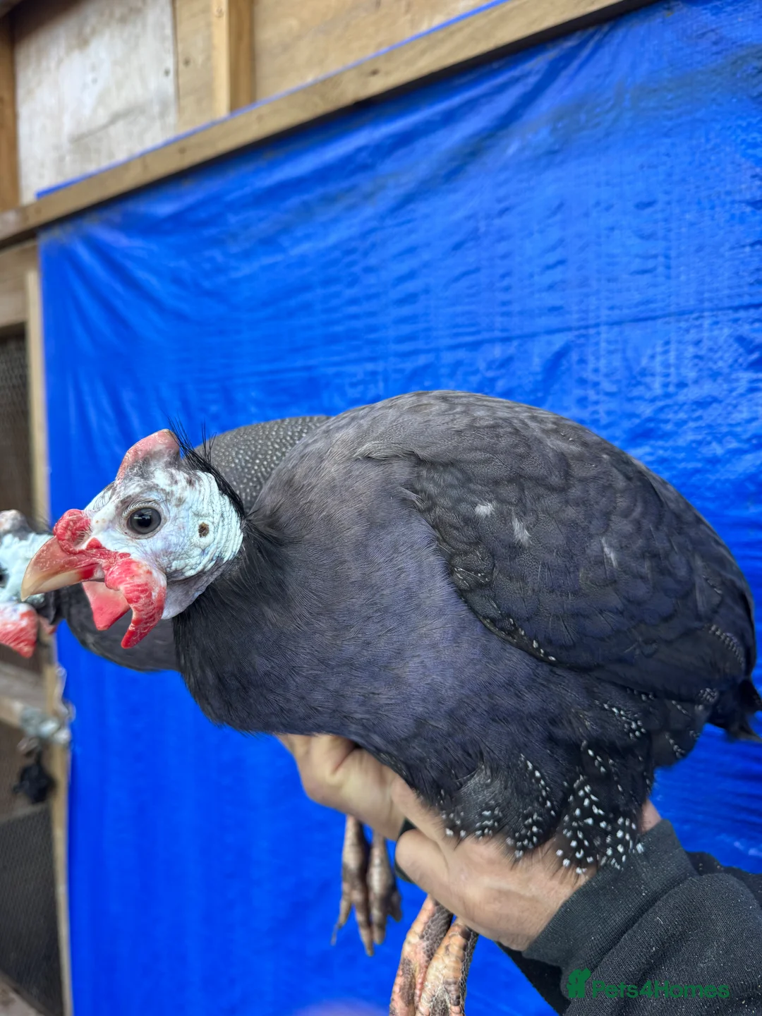 Guinea Fowl poultry for sale: Blue Guinea  for sale - Advert 1