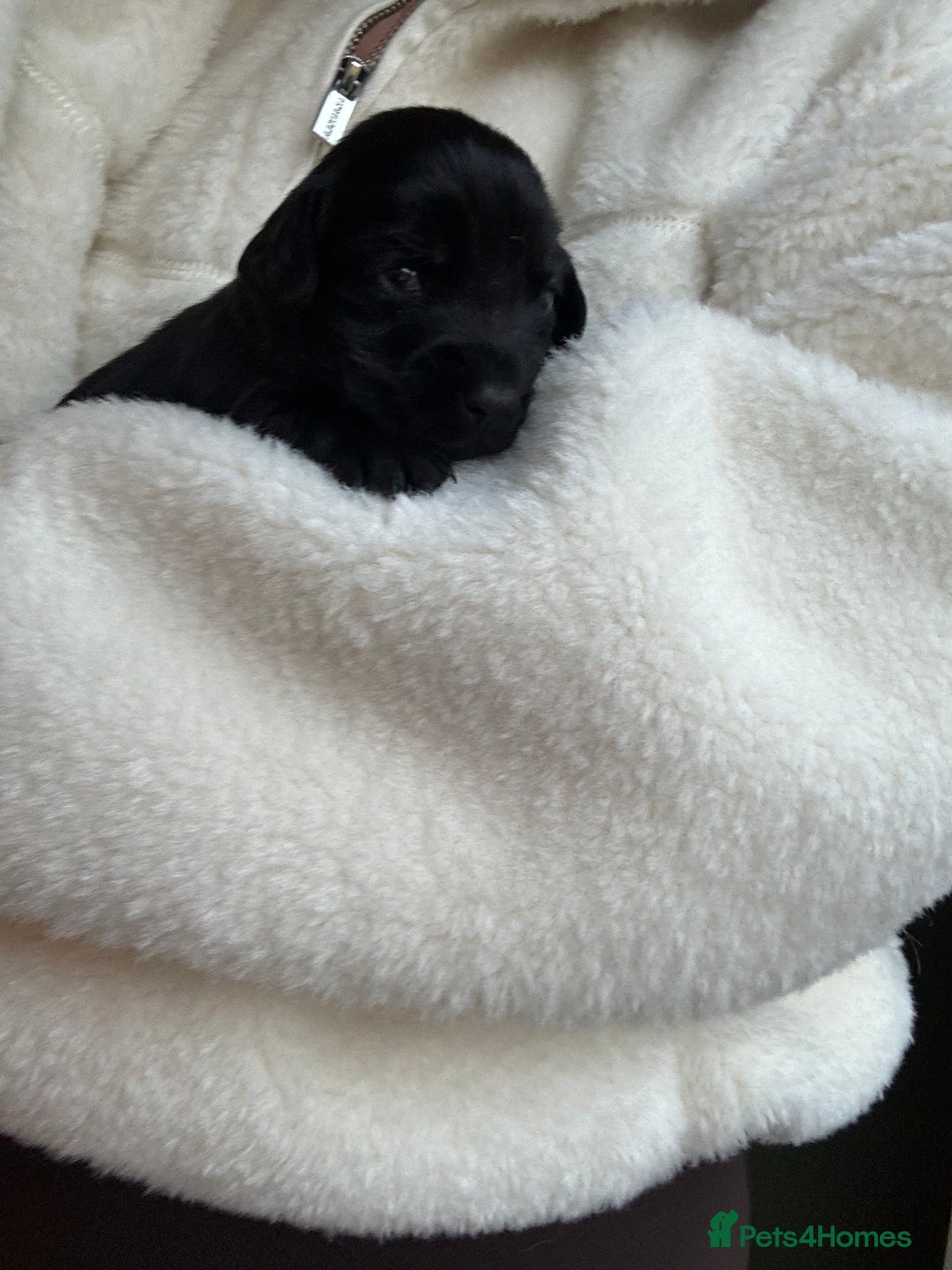 Cockerdor dogs for sale: Cockerdor/ Spanador Puppies. KC registered parents - Advert 15