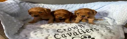 Cavapoo dogs for sale: F1 RED CAVAPOOS HEALTH TESTED KC PARENTS LICENSED  - Advert 4