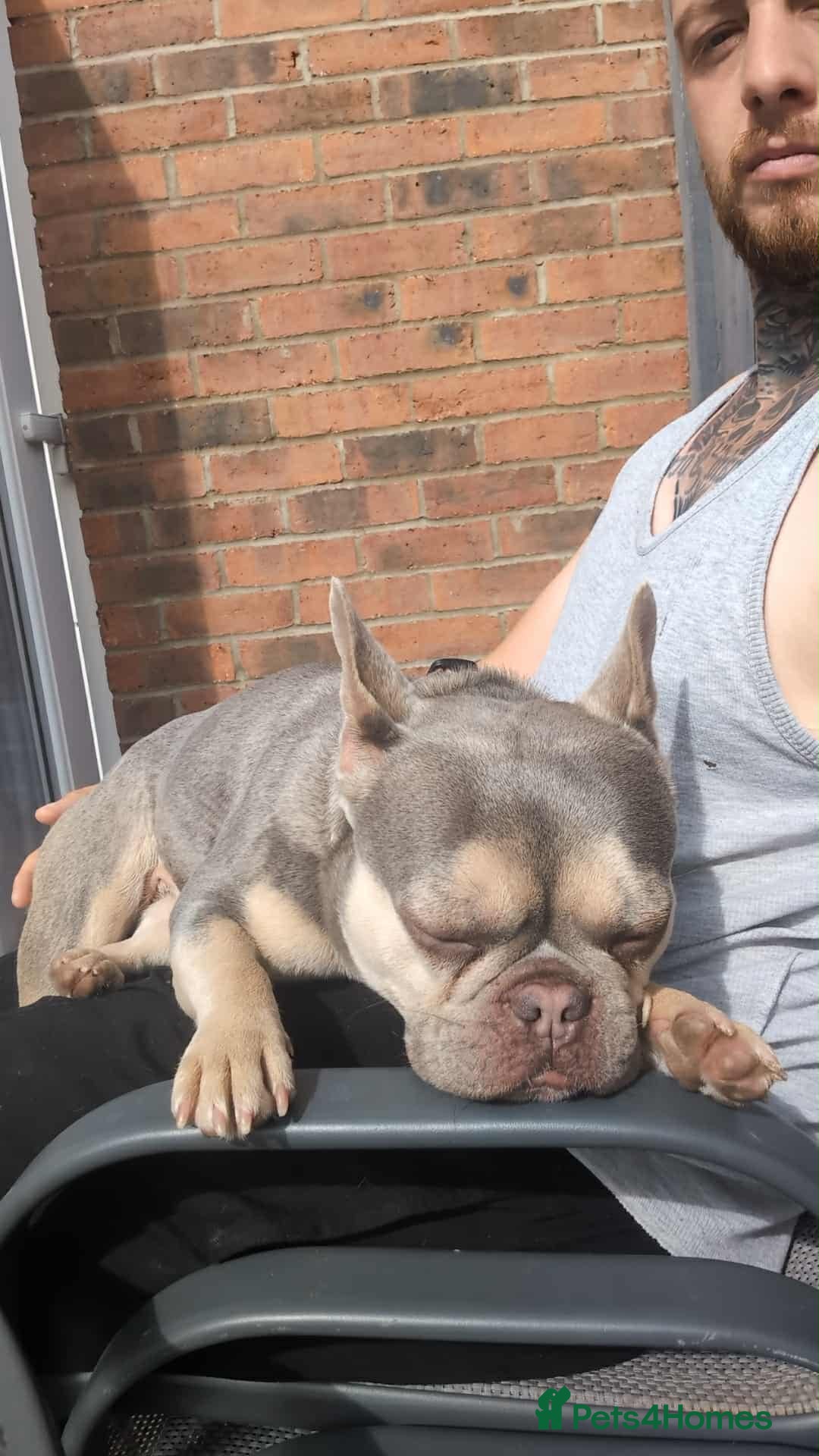 French Bulldog dogs for sale: Female French bull dog  - Advert 1