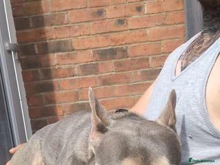 French Bulldog dogs Female French bull dog - Advert 1