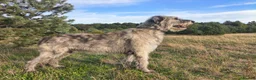 Irish Wolfhound dogs for stud: Irish Wolfhound Male Available at Stud in Worksop - Advert 1
