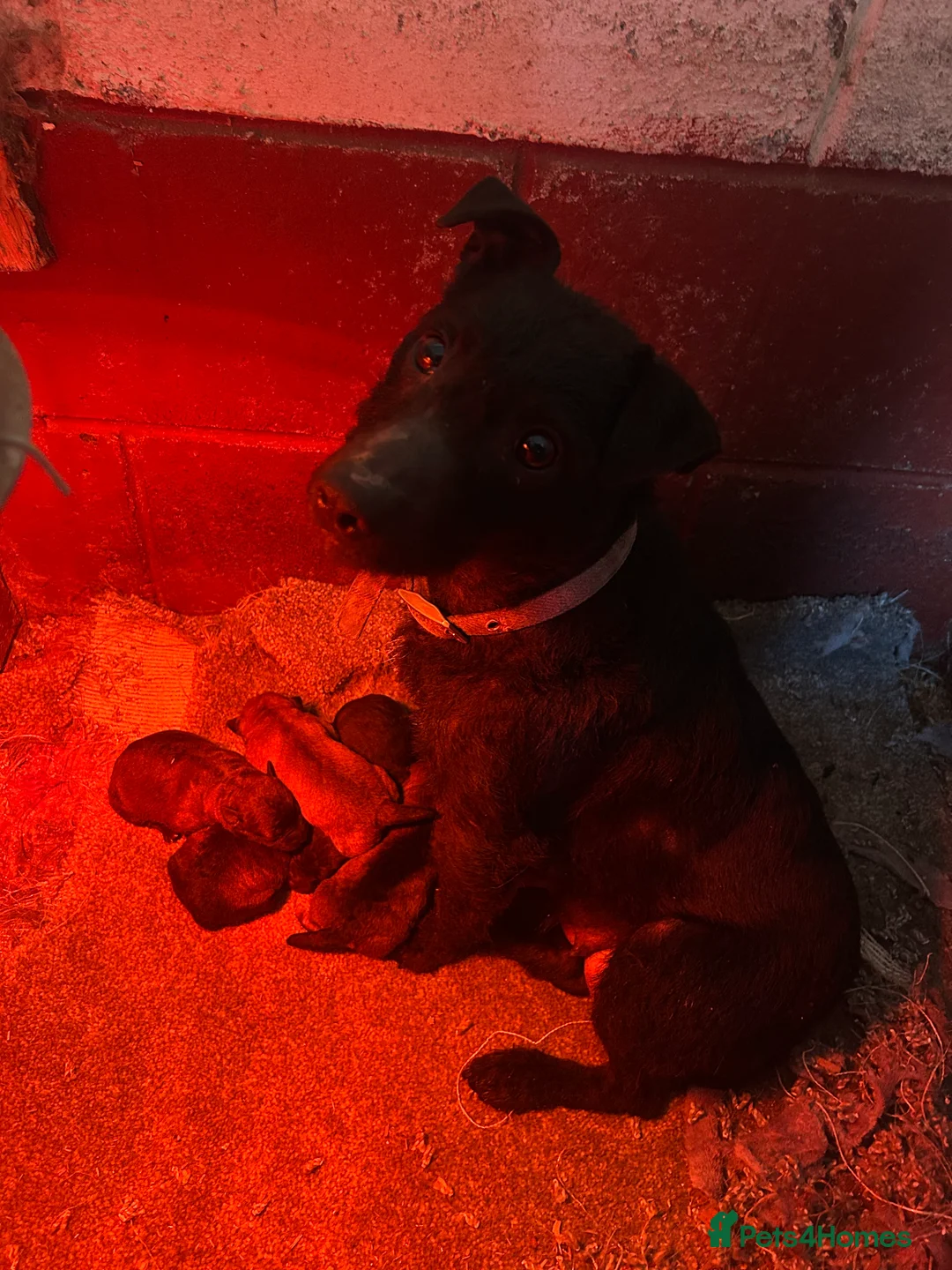 Patterdale Terrier dogs for sale: Stunning Patterdale pups  - Advert 30
