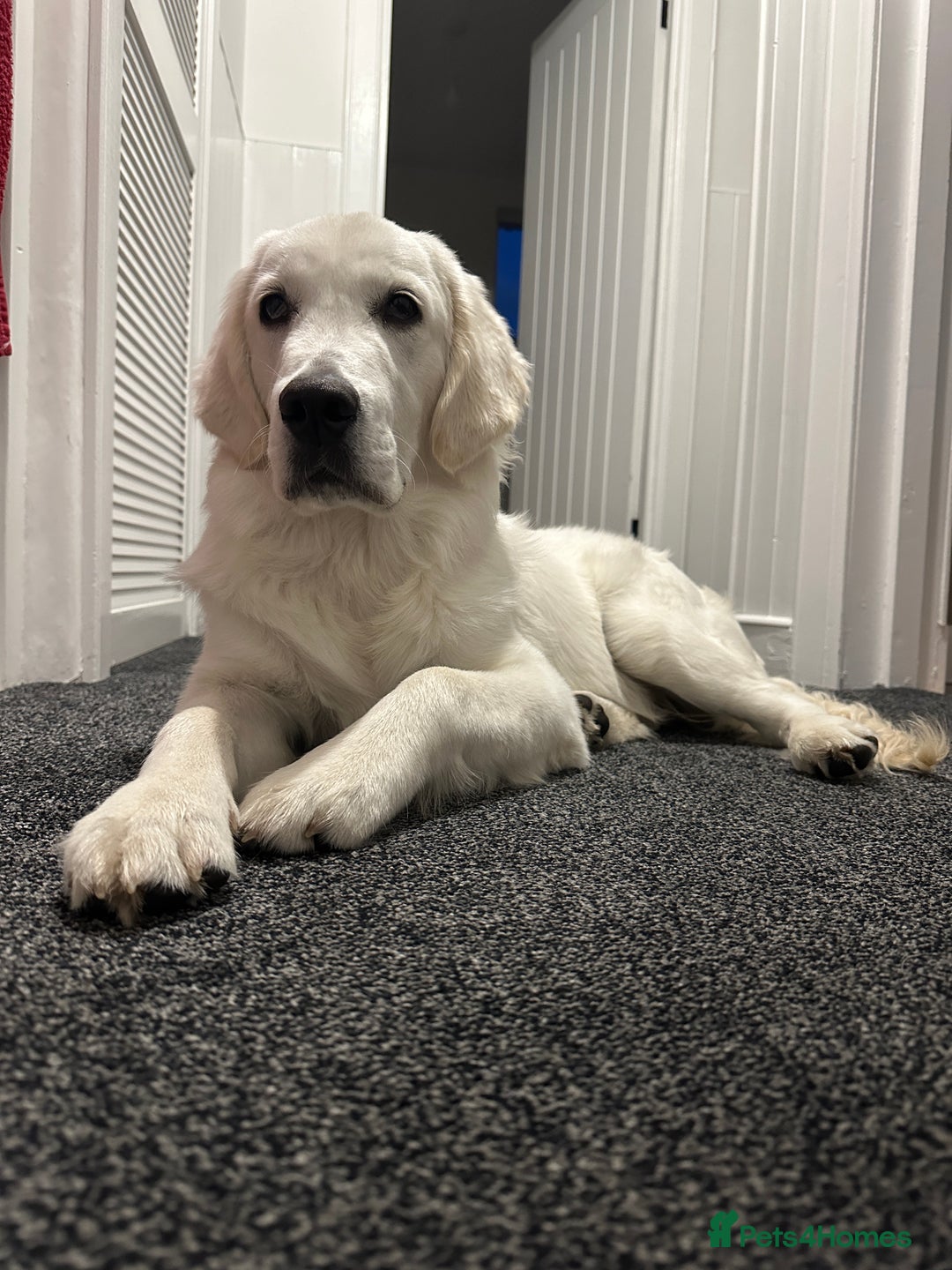 Golden Retriever dogs for stud: Golden Retriever stud dog  - Image 8