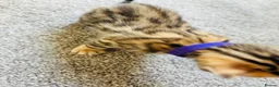 Bengal cats for sale: Amazing Bengal Kittens for sale  - Advert 34