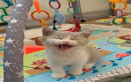 British Shorthair cats for sale: 🐻‍❄️Bundle Of Joy🐻‍❄️ - Image 4