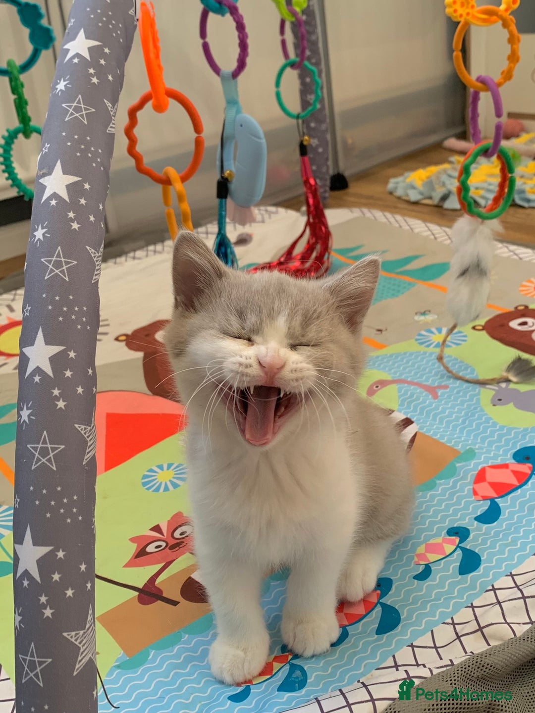 British Shorthair cats for sale: 🐻‍❄️Bundle Of Joy🐻‍❄️ - Image 4