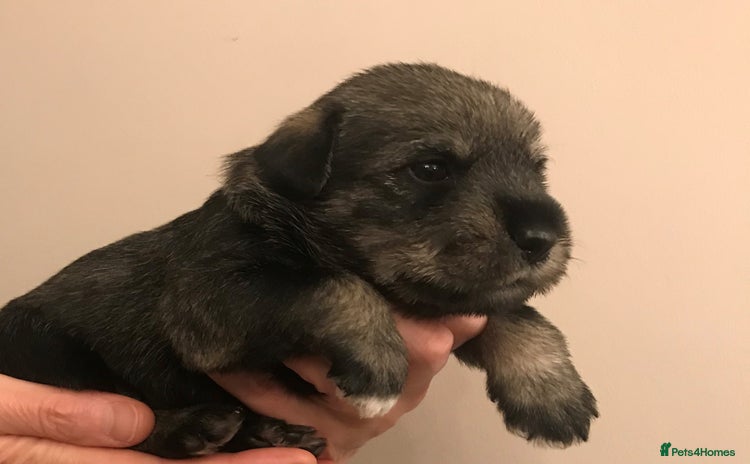 Schnauzer dogs - Advert 1