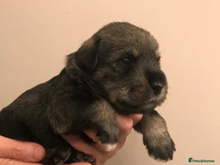 Schnauzer dogs - Advert 1