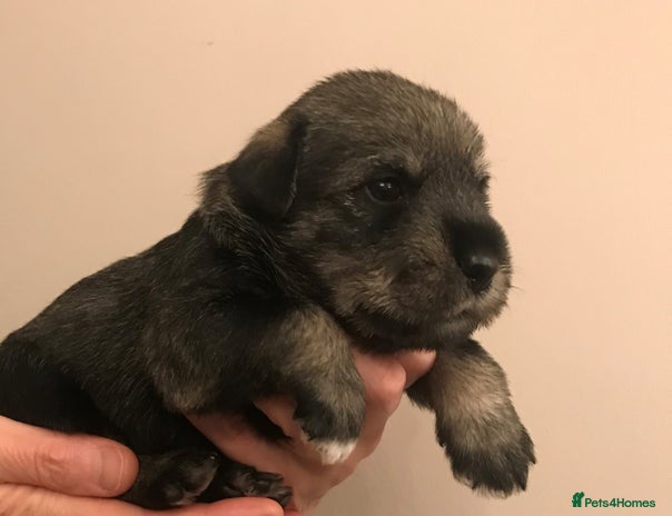 Schnauzer dogs - Advert 1