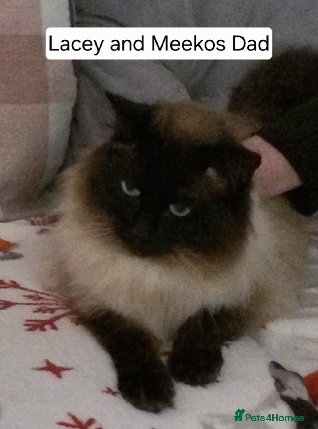 Ragdoll cats for sale: 1 boy/ 1 girl Ready to go - Image 18