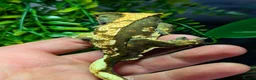Gecko reptiles for sale: Male Crested Gecko & full set up in Oldham - Advert 6