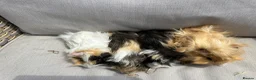 Guinea Pig rodents for sale: 5 Handsome long haired male guinea pigs. - Advert 19