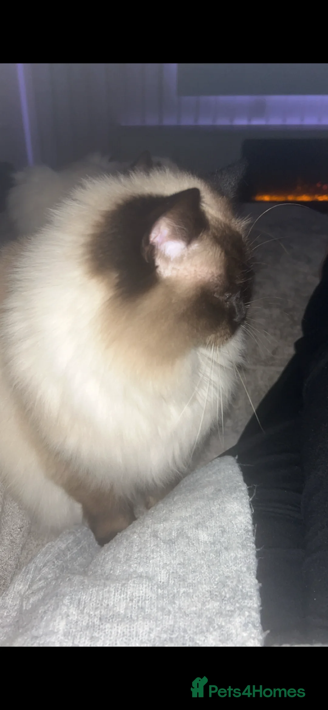 Ragdoll cats for sale: GCCF registered retired female Ragdoll  - Advert 8