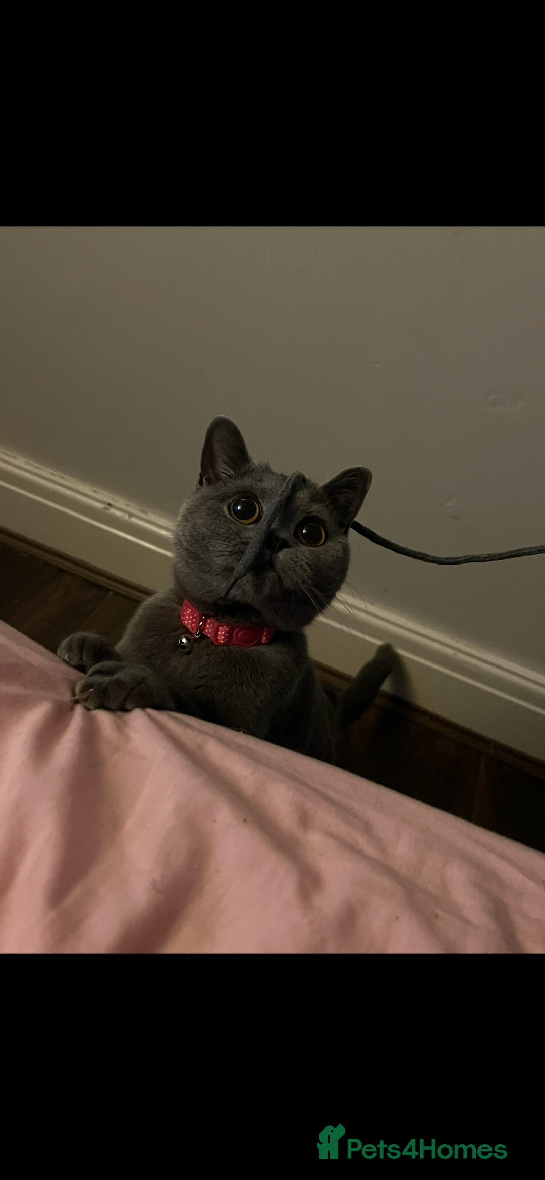 British Shorthair cats for sale: Rehoming needed urgently!  - Image 5