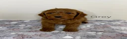 Cockapoo dogs for sale: Stunning Deep Red Cockapoo Puppies - Advert 7