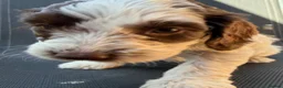 Cockapoo dogs for sale: Litter of lovely Cockapoos - Advert 25