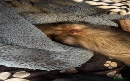 Ferret rodents for sale: Polecat hob, part angora albino Jill - Image 5