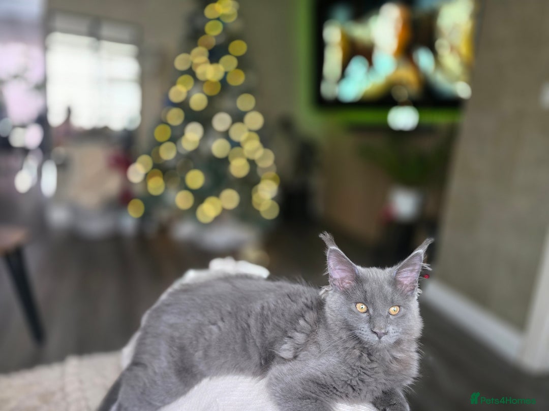 Maine Coon cats for sale: Blue Beautiful baby Milo  - Advert 2