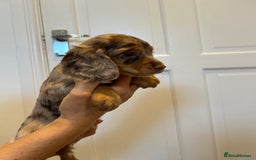 Cocker Spaniel dogs for sale: Super rare and unique show type dna tested Kc reg  - Image 22