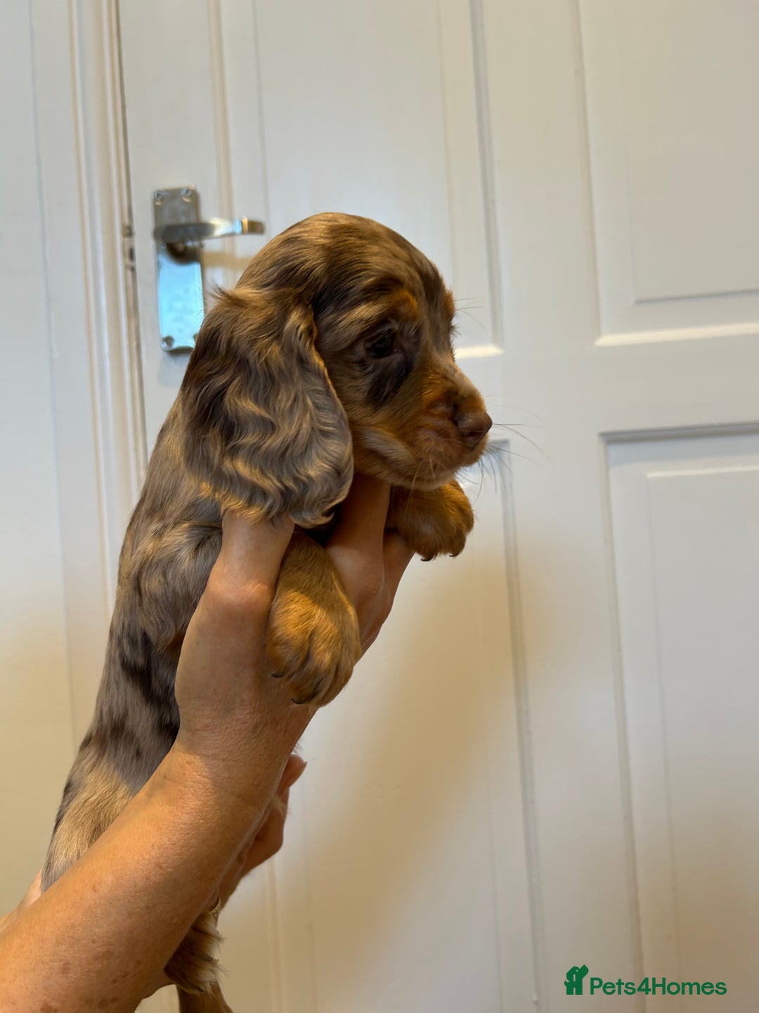 Cocker Spaniel dogs for sale: Super rare and unique show type dna tested Kc reg  - Image 22