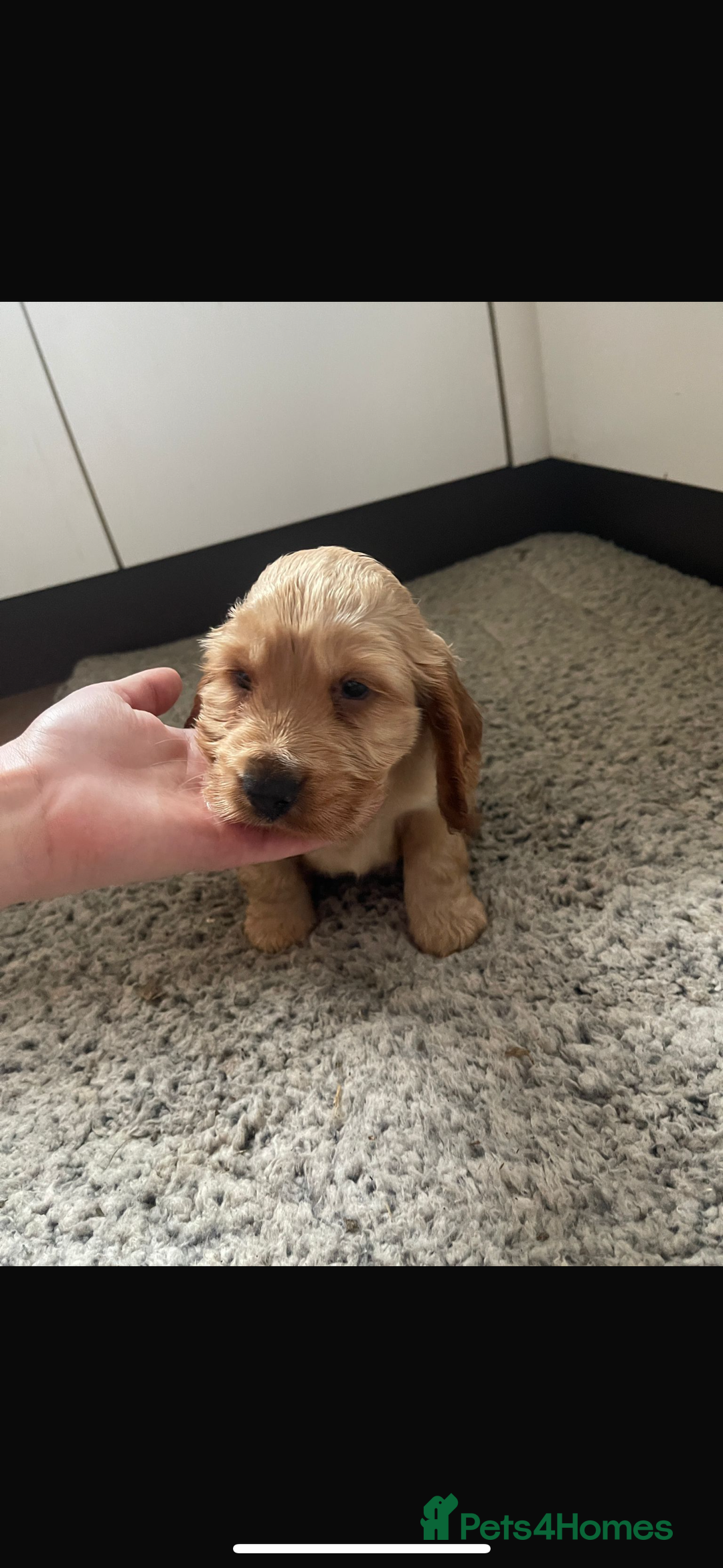 Cocker Spaniel dogs for sale: (1 left) Show type cocker spaniel puppies - Advert 2