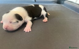 Mixed Breed dogs for sale: StaffyXAmerican bulldog puppies  - Image 34