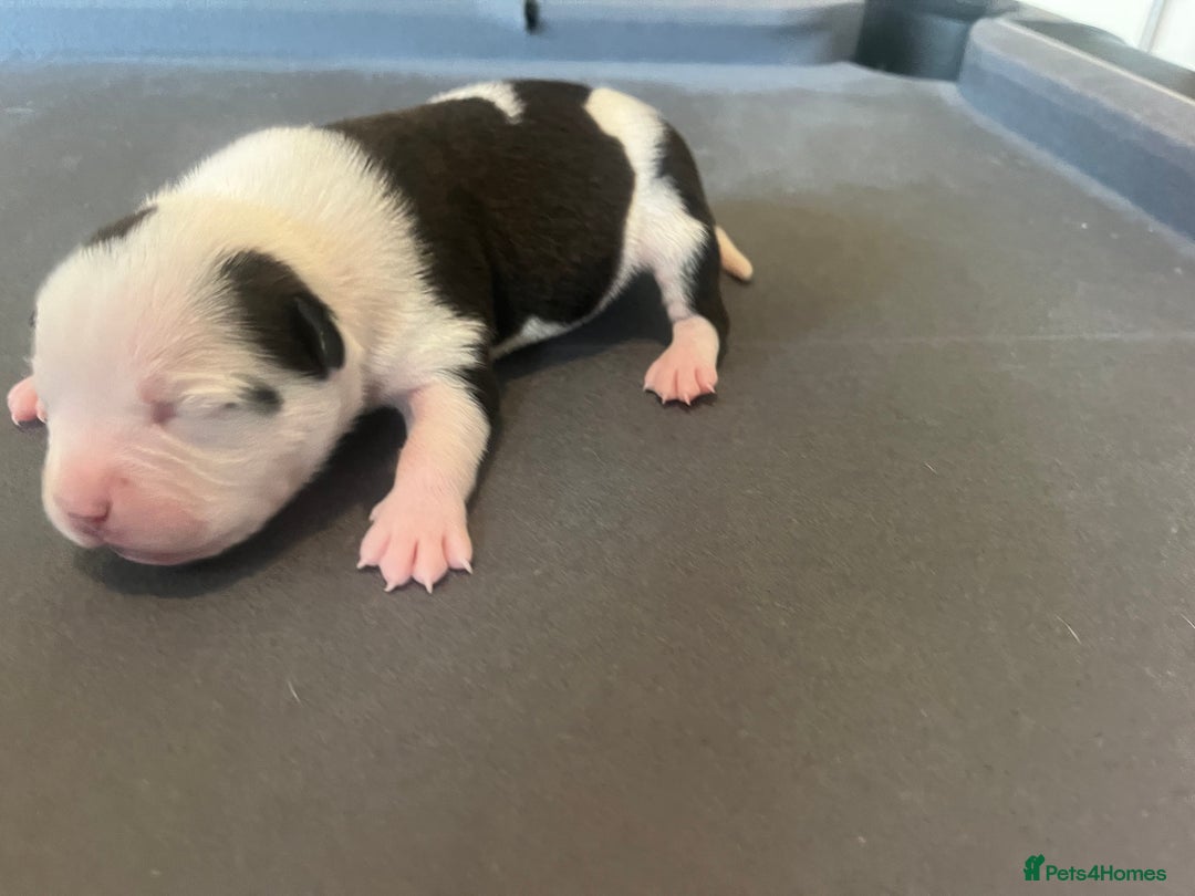 Mixed Breed dogs for sale: StaffyXAmerican bulldog puppies  - Image 34
