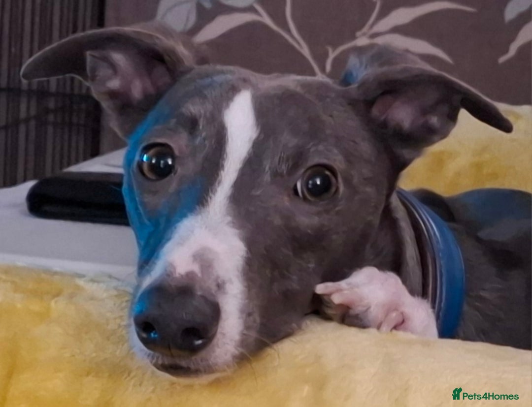 Whippet dogs for stud: Classy Smart Blue Boy 19.5tts.Sportingbred. - Advert 1