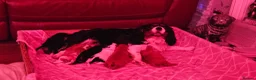 Cavalier King Charles Spaniel dogs for sale: Cavalier king charles spaniel pups for sale in Hull - Advert 6
