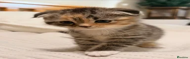 Scottish Fold 1