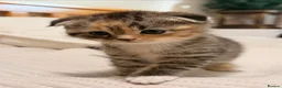 Scottish Fold cats for sale: Scottish Folds & Straights  - Advert 5