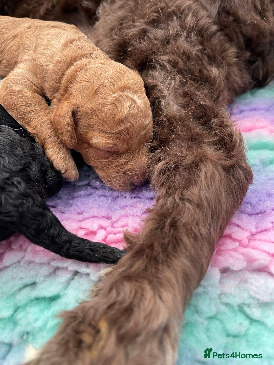 Labradoodle dogs for sale: ⭐️Miniature Multigen Labradoodle Puppies⭐️ - Advert 11