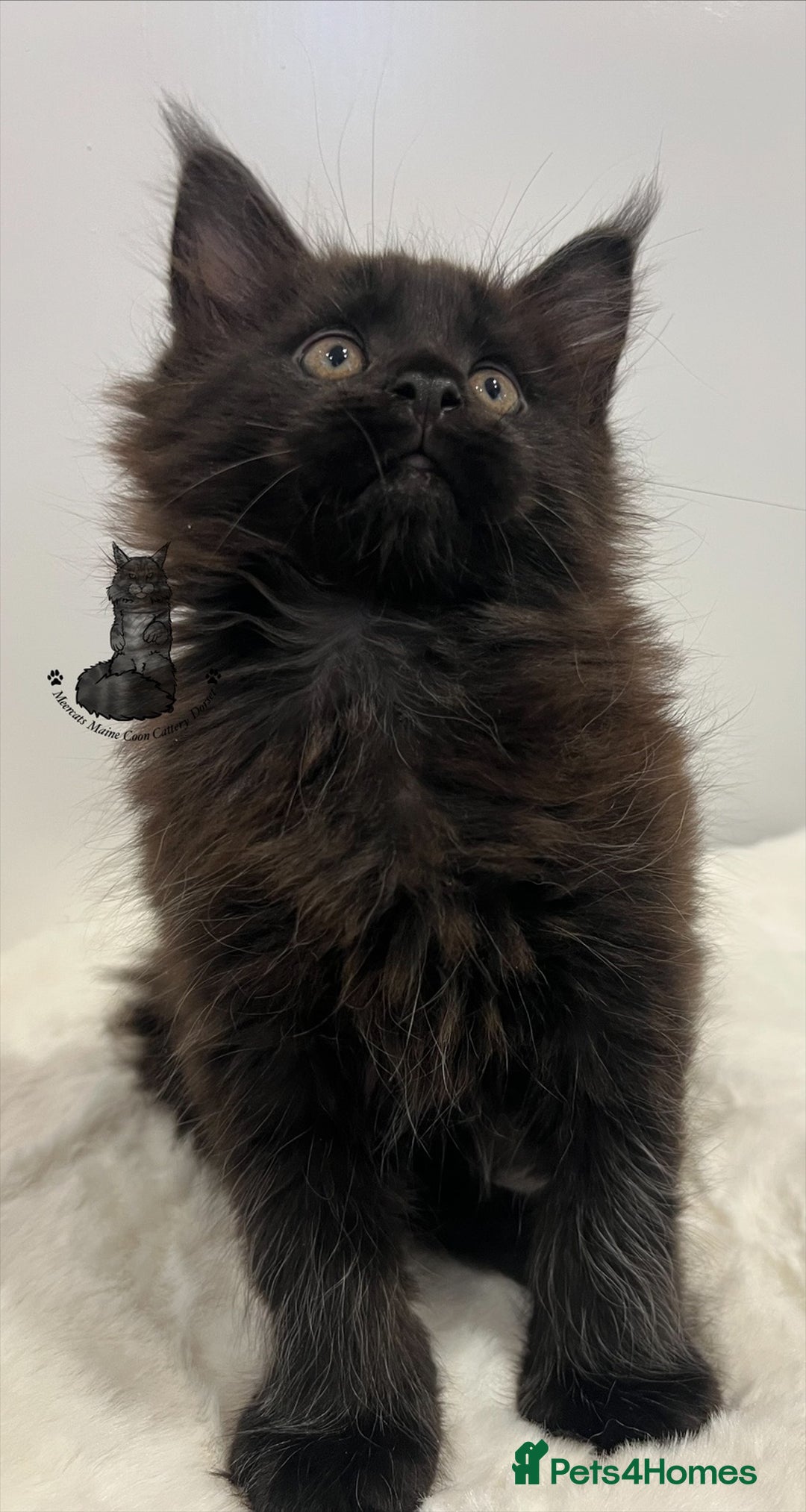 Maine Coon cats for sale: TICA stunning male black kitten Maine Coon XXL - Advert 2