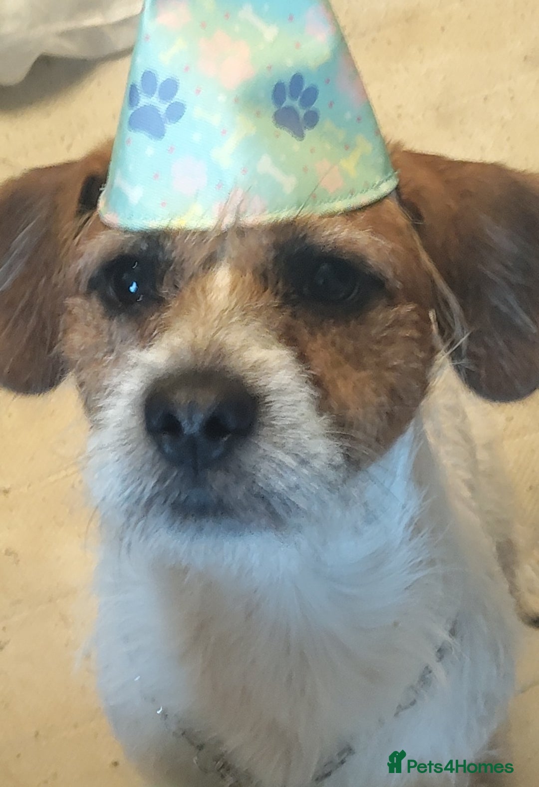 Jack Russell dogs for sale: Jack russell puppies  - Image 3