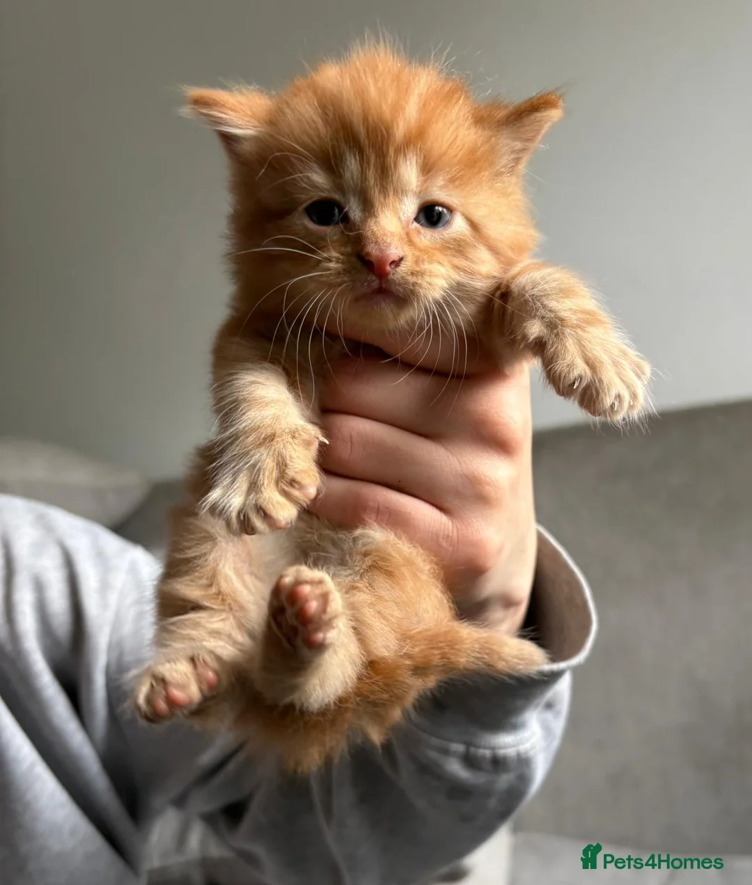 Russian Blue cats for sale: Beautiful mixed Russian blue kittens  - Advert 4