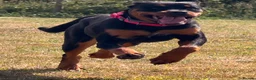 Rottweiler dogs for sale: Stunning Rottweiler female in Littlehampton - Advert 4