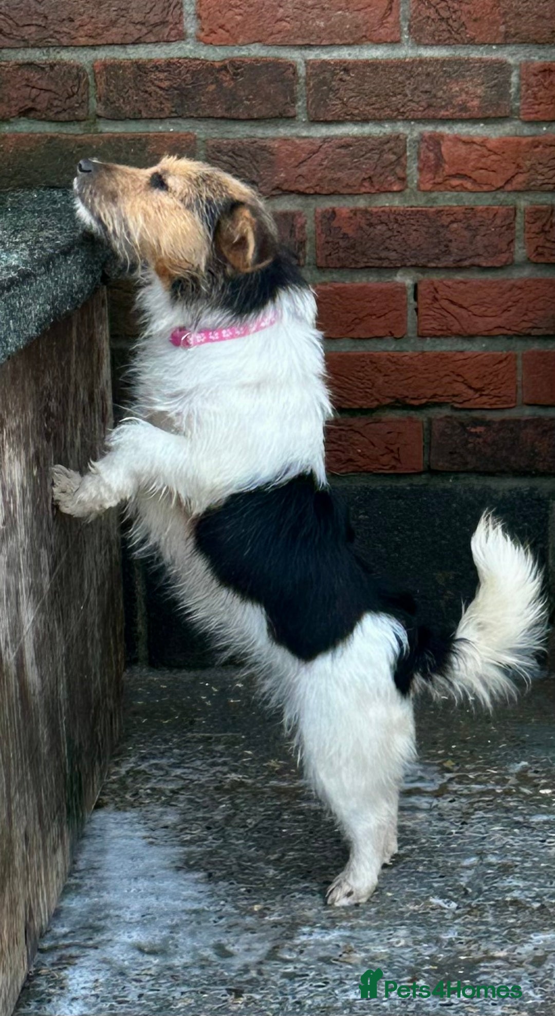 Jack Russell dogs for sale: Kennel Club Registered Jack Russell Terrier Female - Advert 18