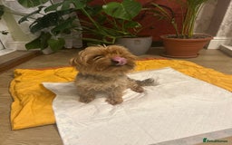 Yorkshire Terrier dogs for sale: Yorkishire Terrier puppy - Image 1