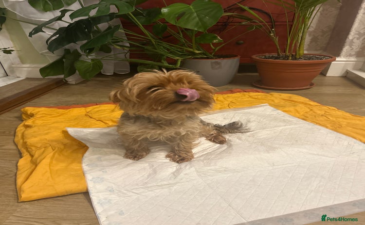 Yorkshire Terrier dogs - Advert 1