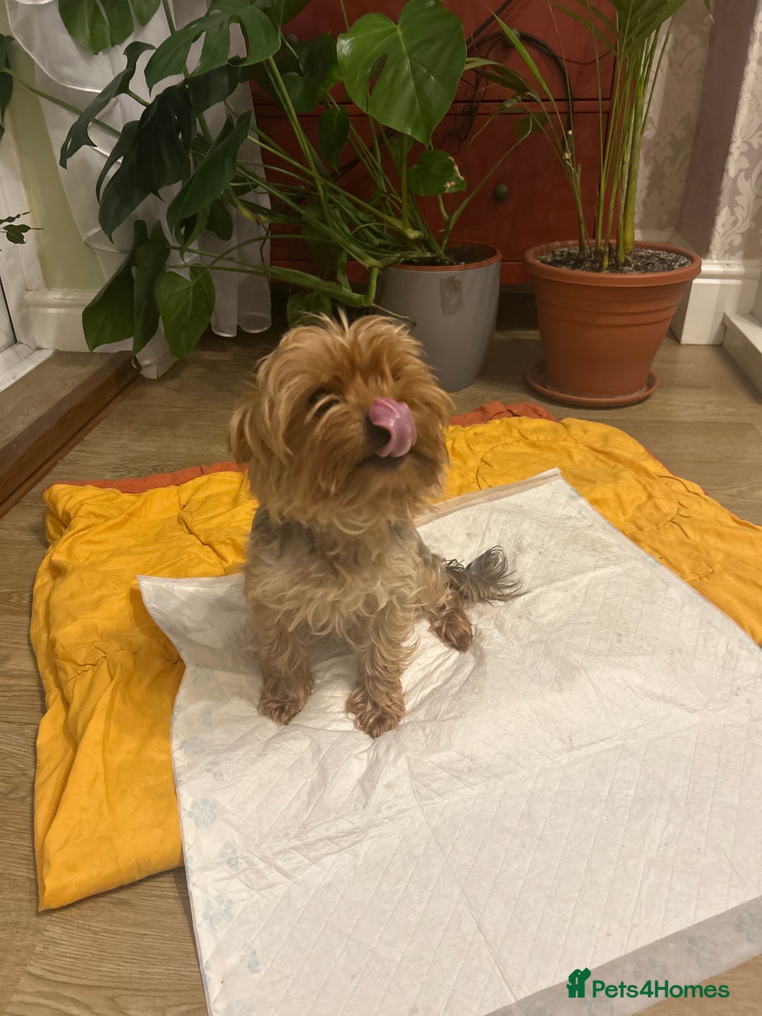 Yorkshire Terrier dogs for sale: Yorkishire Terrier puppy - Image 1