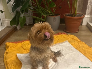 Yorkshire Terrier dogs for sale - Advert 1