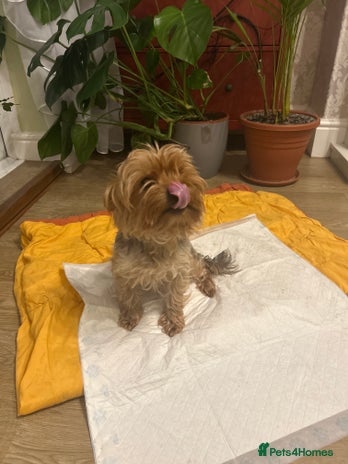 Yorkshire Terrier dogs - Advert 1